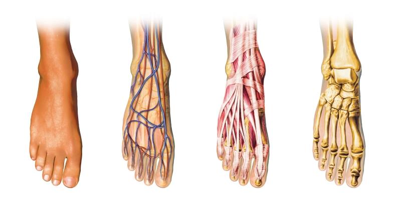 Foot Anatomy